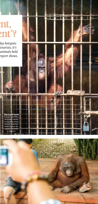  ??  ?? The truth hurts 100 per cent of the 26 wildlife venues surveyed by World Animal Protection failed to meet the needs of animals in captivity.