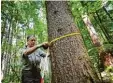  ?? Foto: dpa ?? Diese Försterin misst bei Wilpoldsri­ed den Umfang eines Baumes.