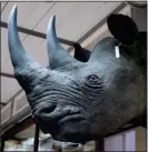  ??  ?? Stolen: Rhino heads and horns