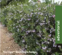  ??  ?? Naringa™ Westringia hedge.