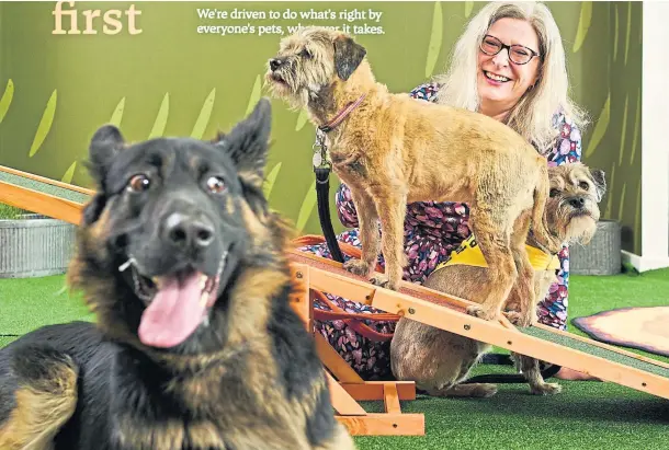  ?? ?? “IT’S NOT A NORMAL JOB”: Fiona Grierson keeping dogs entertaine­d as she enjoys another day at the Bella & Duke office in Rosyth.