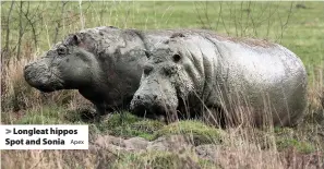  ?? Apex ?? Longleat hippos Spot and Sonia