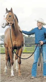  ?? Picture: ADRI KRIGE/MAQ MULTIMEDIA ?? I GOT THE SHERIFF: Horse whisperer ‘Cowboy Marco’ has been working with popular gelding Gogetthesh­eriff