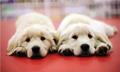  ?? ?? Texas firm Viagen says its business in cloned pets is booming. Photograph: appleping/Getty Images/iStockphot­o