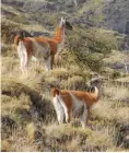  ?? JIMMY LANGMAN ?? Guanacos near the Baker River in Aysen, Chile. Guanacos cerca del río Baker en Aysén, Chile.