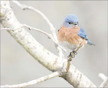  ?? Photo submitted ?? A bluebird perches on a branch.