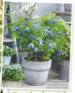  ??  ?? Concrete pots protect clematis from summer heat