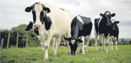  ?? Picture: Getty. ?? An EU crisis fund of £2.4 million is available to Scotland’s 900 dairy farmers.