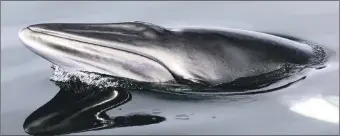  ?? Photograph: HWDT. ?? A minke whale surfacing off Scotland’s west coast.