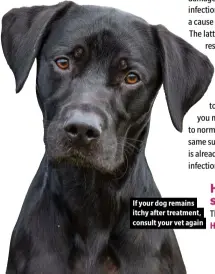  ??  ?? If your dog remains itchy after treatment, consult your vet again