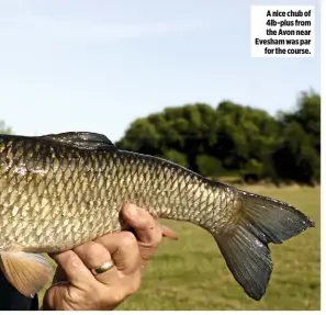  ??  ?? A nice chub of 4lb-plus from the Avon near Evesham was par for the course.