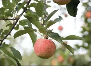  ?? NWA Democrat-Gazette/J.T. WAMPLER ?? A Gala apple ripens on a tree at Vanzant Fruit Farms in Lowell.