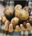  ??  ?? Irish potatoes have made a lasting impression on tourists