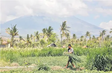  ??  ?? A farmer works in his field with Mount Agung, a volcano on the highest alert level, in the background near Amed on the resort island of Bali, Indonesia. — Reuters photo