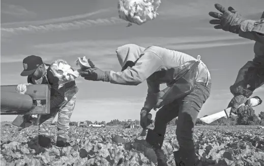  ?? MARK HENLE/THE REPUBLIC ?? Workers harvest head lettuce in a field at Desert Premium Farms east of Yuma on Jan. 28.