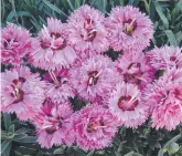  ??  ?? Frost hardy and adaptable, Dianthus 'Pop Star' is great for borders or containers.