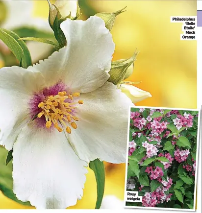  ??  ?? Rosy weigela
Philadelph­us ‘Belle Etoile’ Mock Orange