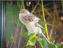  ?? ERNIE COWAN FOR THE U-T ?? A bushtit couple peers into a bedroom window.