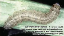  ??  ?? EUROPEAN CORN BOXER – A warmer would likely means more and hungrier insects chomping on crops, resulting in less food on dinner plates, a new study suggests. (AP)