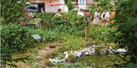  ?? Foto: Marcus Merk ?? Maria Miehle (rechts) zeigte gestern in Dinkelsche­rben Besuchern ihren Garten. Die 75 Jährige greift auf einfache Tipps und Tricks zurück, um nicht nur einen schönen, son dern einen pflegeleic­hten Garten zu haben.