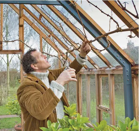  ??  ?? Monty cuts back the lateral shoots of his ‘Black Hamburg’ vine to two or three buds from the main stem