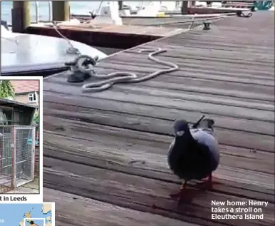  ??  ?? Old home: Owner Fred Lock’s pigeon loft in Leeds New home: Henry takes a stroll on Eleuthera Island