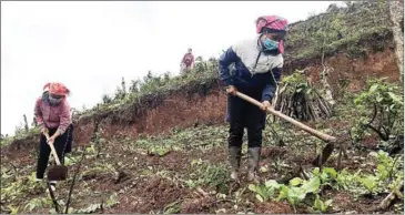  ?? BAOTINTUC.VN ?? Members of the ethnic Hani group prepare land to grow macadamia trees in Sin Thau commune, of Vietnam’s Dien Bien province near the Chinese border. From 2016 to 2020, the total export turnover of Vietnam’s macadamia nuts reached $59.6 million.