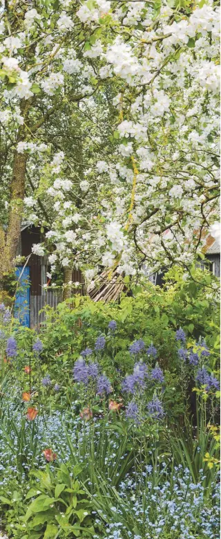  ??  ?? LEFT The warm orange tone of Tulipa ‘Bruine Wimpel’ is set off by the blues of forget-me-nots and camassias in the Orchard Beds