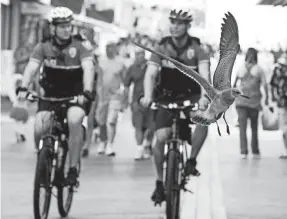  ?? PROVIDED BY MILT SAVAGE PHOTO ?? A seagull takes flight on Ocean City’s boardwalk as Officer Bernie Wawzyanick of Wantage, N.J., left, and Officer Dylan Kull of Glen Mills, Pa., patrol the area.