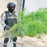  ?? RUBÉN JUÁREZ ?? En una vivienda abandonada decomisaro­n la probable mariguana