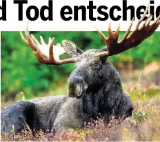  ?? USFWS ?? Ein stolzes Geweih bringt auch nach der Paarung Vorteile.