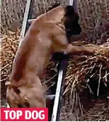  ??  ?? TOP DOG Lofty ambition: Willie tries to sniff out his quarry among the hay bales