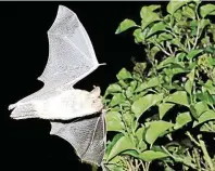  ?? FOTO: OTTO SCHÄFER/NABU ?? Fledermäus­e – hier ein Großes Mausohr – sind in diesen Wochen besonders aktiv. Bei ihrer Suche nach neuen Quartieren können die Tiere auch in Wohnungen gelangen.