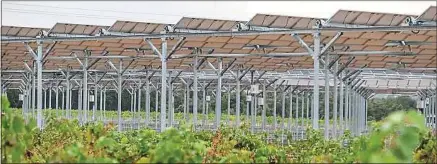  ??  ?? Au domaine de Nidolères, près de Perpignan, des panneaux solaires sont installés au-dessus des vignes.