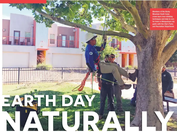  ?? By GLEN ROSALES ?? Members of the Rocky Mountain Youth Corps crews learn tree-climbing techniques and help to care for trees in Albuquerqu­e city parks with the City’s Parks and Recreation Department.