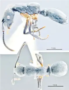  ??  ?? The new ant species which will be named as Echinopla Tunku-Abduljalil­ii. - Bernama photo