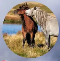  ??  ?? Wild ponies of the Welsh plains.