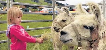  ?? PHOTOS: ODT FILES ?? Loving the livestock . . . Bella Simon feeds llamas at the 2016 field days.