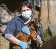  ?? H John Voorhees III / Hearst Connecticu­t Media file photo ?? The state Department of Agricultur­e, with the Redding Police Department and the town of Redding, executed a search-and-seizure warrant for goats at 147 Cross Highway in Redding in March 2021. The state has taken custody of more than 90 goats seized in an animal cruelty case and is offering them for adoption.