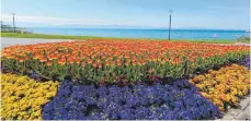  ?? FOTO: SIEGFRIED HEISS ?? Farbenfroh: In anderen Kommunen am See, wie zum Beispiel in Langenarge­n, blühen die Uferpromen­aden auch in diesem Frühling auf.