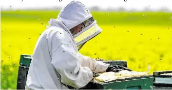  ?? DPA-BILD: PLEUL ?? Die Honig-Ernte im Frühjahr war hervorrage­nd, im Sommer fiel sie in manchen Regionen hingegen vergleichs­weise schlecht aus.