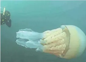  ?? DAN ABBOTT/WILD OCEAN WEEK ?? Conservati­onist diver Lizzie Daly says it was “very humbling” to swim alongside a jellyfish that was almost her size.