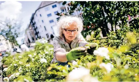  ?? RP-FOTO: ANDREAS BRETZ ?? Helgard Müller kümmert sich ehrenamtli­ch um die Blumenbeet­e auf dem Carl-Mosterts-Platz.