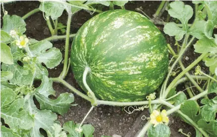  ??  ?? A ripe melon should be firm, symmetrica­l in shape and of good color.