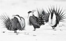  ?? David Zalubowski / Associated Press ?? Land scheduled to be leased in Nevada and Colorado have been taken off the auctioning block because of the sage grouse.