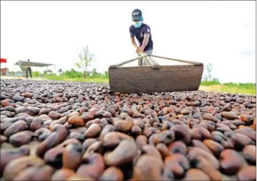  ?? CASHEW NUT CAMBODIA ?? A worker dries cashew nuts outside a processing facility in Kampong Thom province in February 2023.