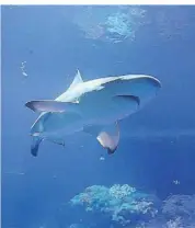  ?? FOTO: DPA ?? Vor allem Haie (Foto) und Rochen sollen künftig besser geschützt werden.