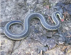  ?? ?? A garter snake on the trail