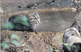  ?? PHOTOS BY STAN CARROLL/THE COMMERCIAL APPEAL ?? The Species Survival Program at the Memphis Zoo has paired endangered fishing cats Wasabi (above) and Jonas in hopes they will have cubs soon. Zoo curator Farshid Mehrdadfar says fishing cats “are some of these secret animals that not, yet, many people...