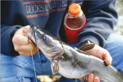  ?? PHOTOS BY KEITH SUTTON/CONTRIBUTI­NG PHOTOGRAPH­ER ?? Eating-size channel catfish like this are the target of most jug fishermen, but much larger catfish are often caught as well.